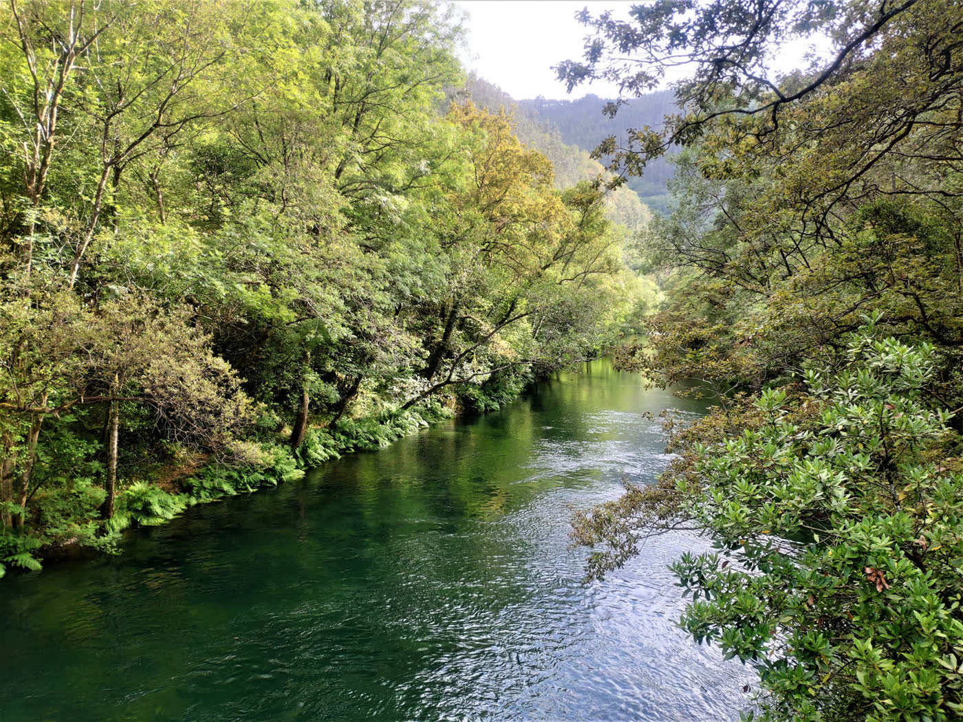A river through Galician woodland
