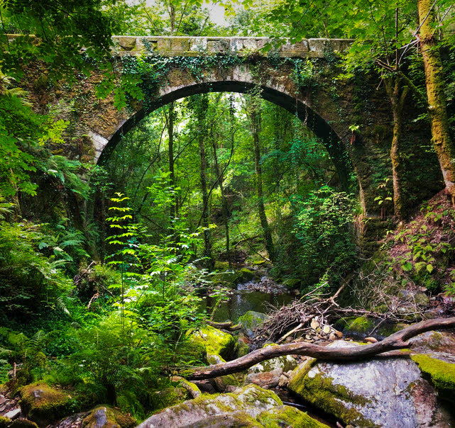 A stone bridge in the woods