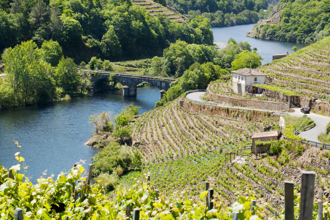 Terraced vineyards above a river in Galicia